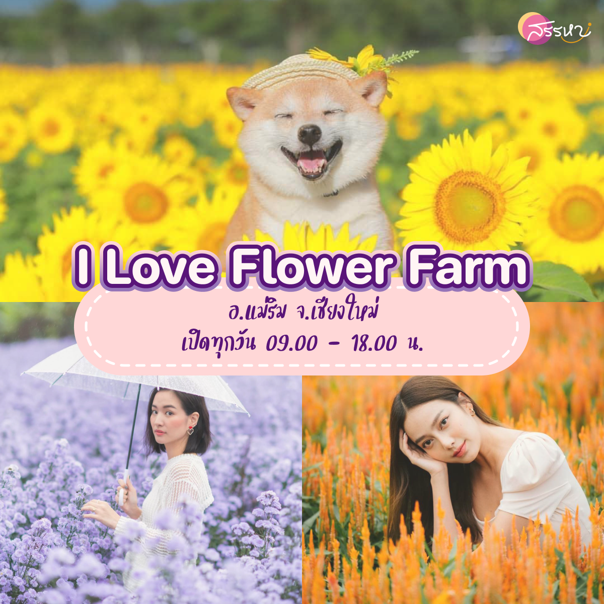 15 ที่เที่ยวเชียงใหม่ 2021-I Love Flower Farm