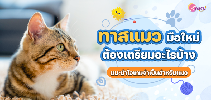 ทาสแมวมือใหม่ต้องเตรียมอะไรบ้าง แนะนำไอเทมจำเป็นสำหรับแมว