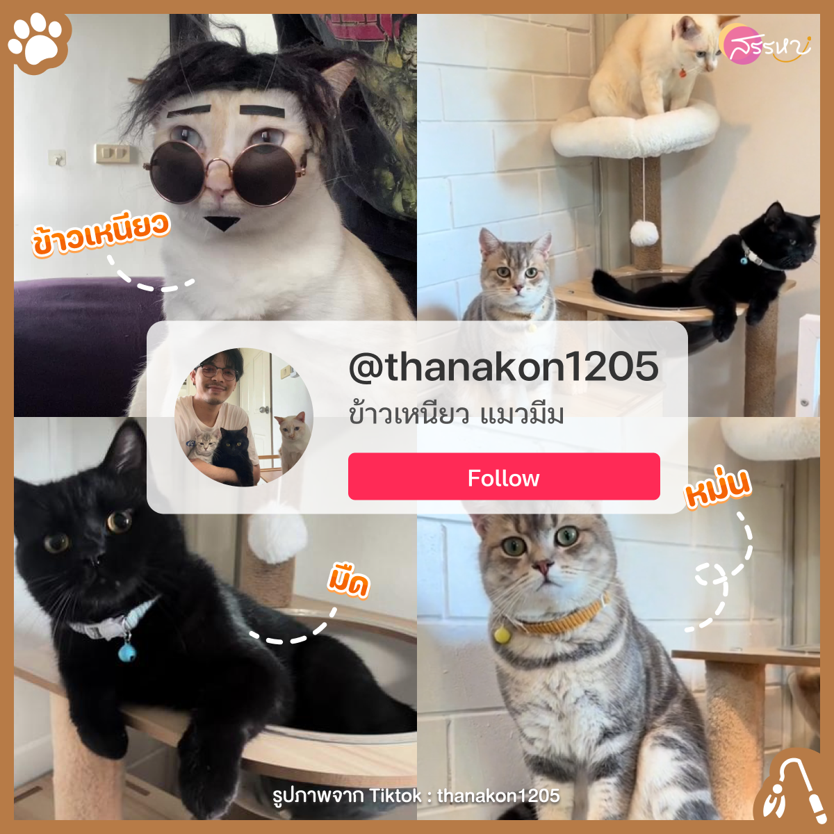 รวม 7 ช่องแมว ดาวTIKTOK ผู้ติดตามมากสุดในไทย น้องน่ารักน่าเอ็นดูสายทาสต้องFollow