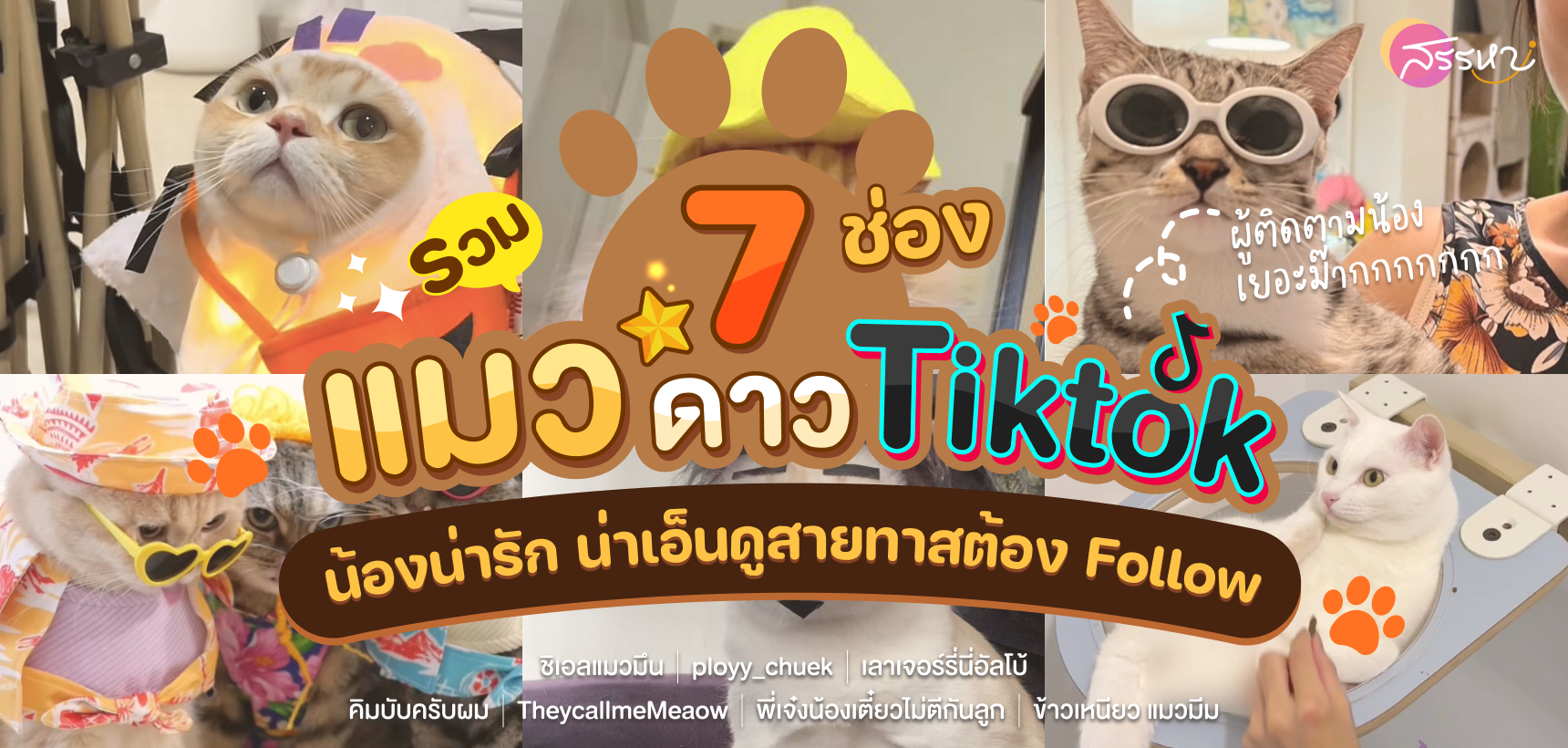 รวม 7 ช่องแมว ดาวTIKTOK ผู้ติดตามมากสุดในไทย น้องน่ารักน่าเอ็นดูสายทาสต้องFollow